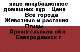 яйцо инкубационное домашних кур › Цена ­ 25 - Все города Животные и растения » Птицы   . Архангельская обл.,Северодвинск г.